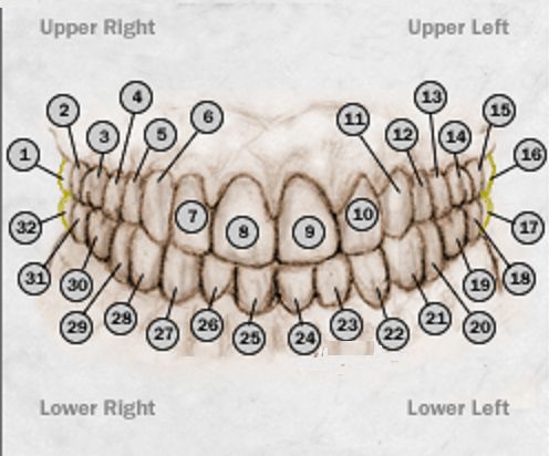 image of teeth numbers